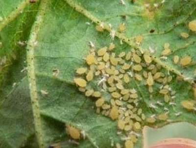棉花蚜虫如何防治