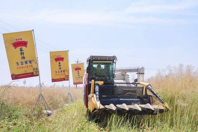 益海（广汉）粮油饲料有限公司生态基地收割新鲜菜籽.jpg