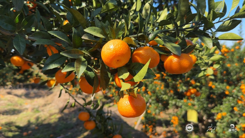 南丰蜜桔：一枚金果的千年史诗