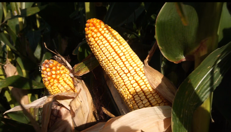 玉米增产遇瓶颈？中化化肥玉米全程营养方案，助力东北农户丰收高产